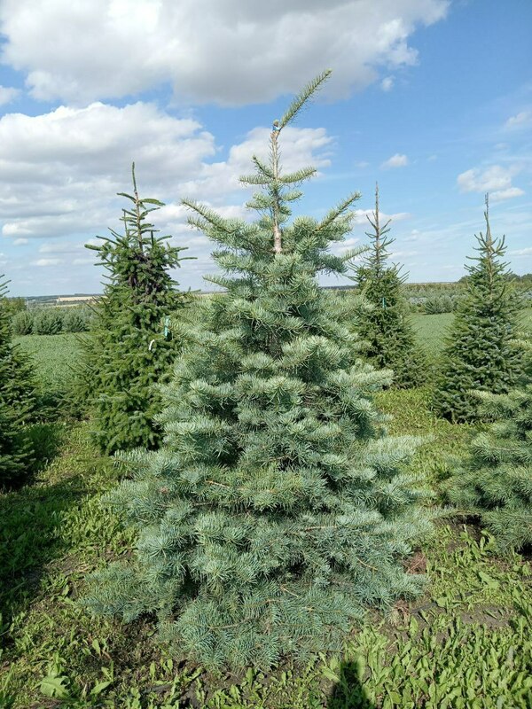Пихта одноцветная (Abies concolor)