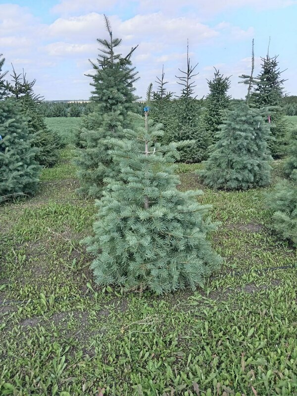 Пихта одноцветная (Abies concolor)