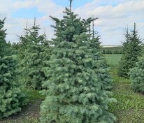 Пихта одноцветная (Abies concolor)