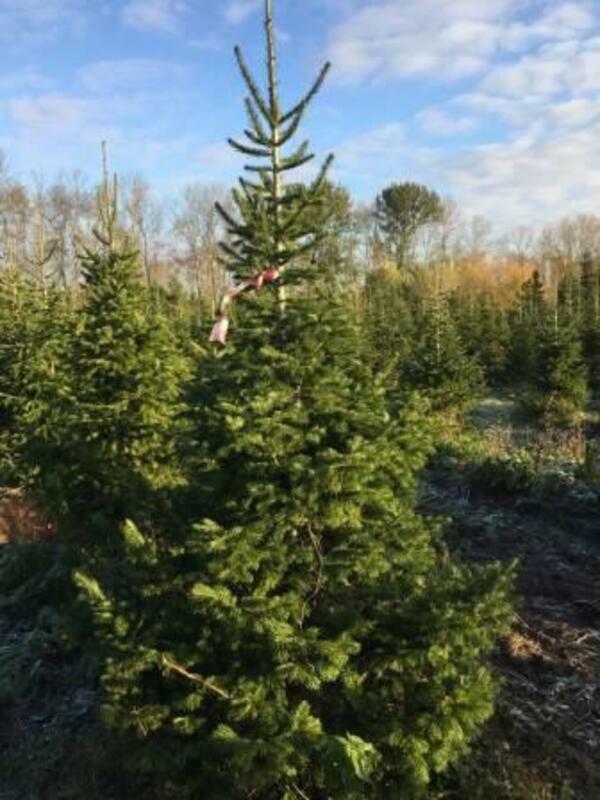 Пихта сибирская (Abies sibirica)