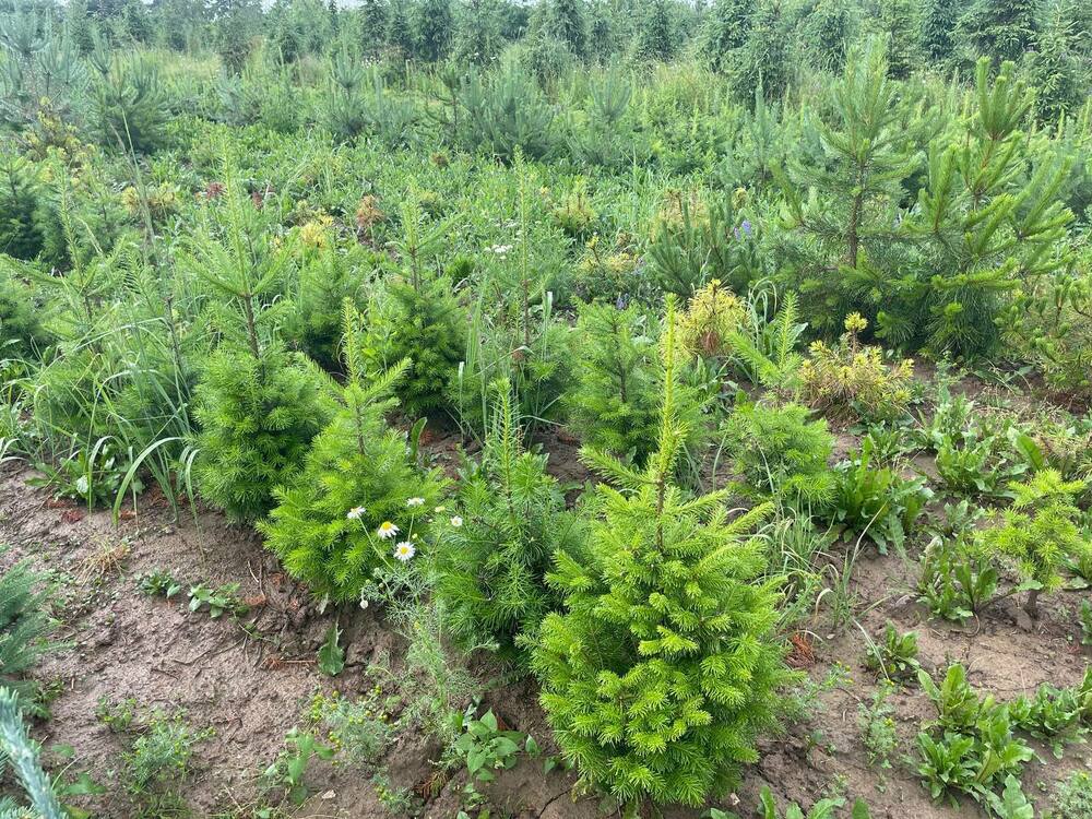 Пихта сибирская (Abies sibirica)