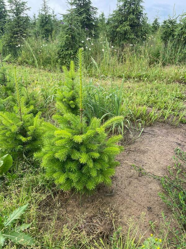 Пихта сибирская (Abies sibirica)