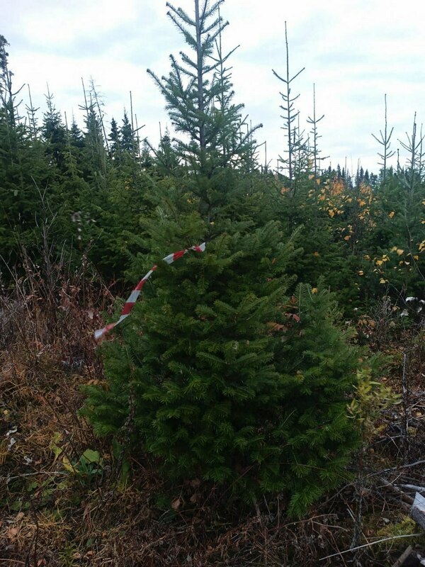 Пихта сибирская (Abies sibirica)