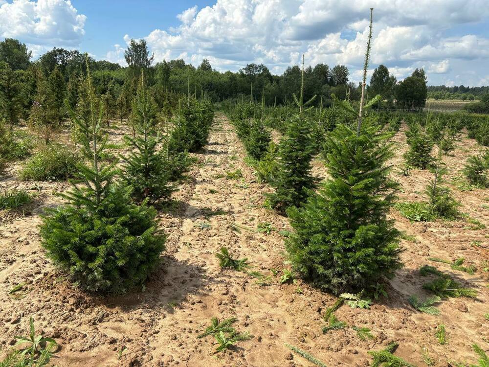 Пихта сибирская (Abies sibirica)