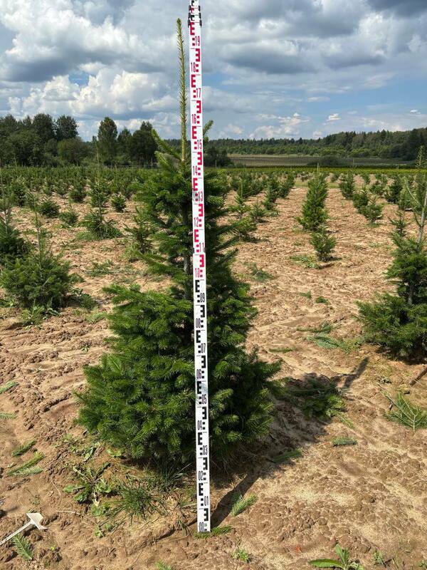 Пихта сибирская (Abies sibirica)