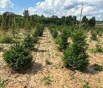 Пихта сибирская (Abies sibirica)