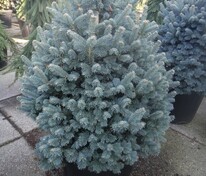 Пихта субальпийская Компакта (Abies lasiocarpa 'Compacta')