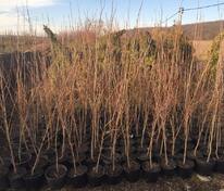 Платан (Platanus)