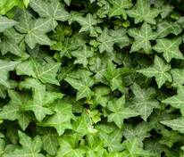 Плющ обыкновенный (Hedera helix)