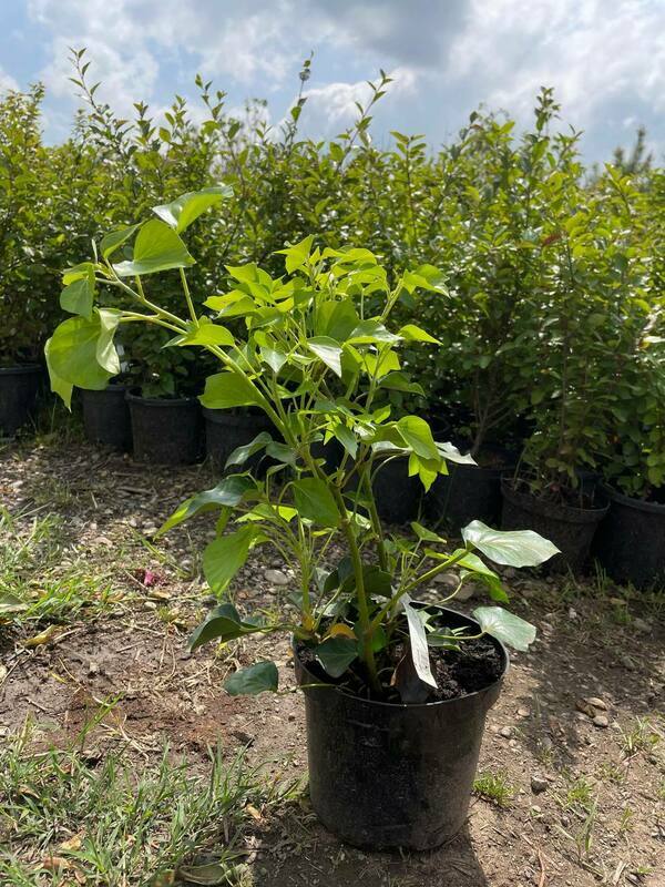 Плющ обыкновенный Арборесценс (Hedera helix 'Arborescens')