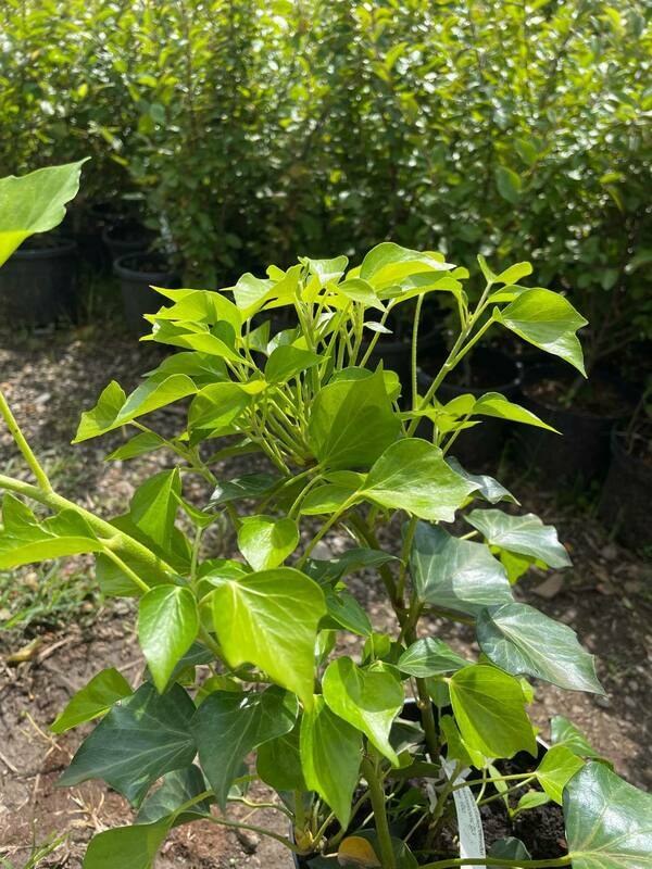 Плющ обыкновенный Арборесценс (Hedera helix 'Arborescens')