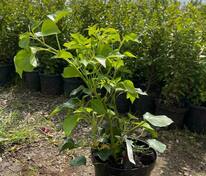 Плющ обыкновенный Арборесценс (Hedera helix 'Arborescens')