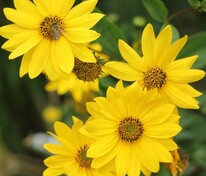Подсолнечник Лемон Куин (Helianthus 'Lemon Queen')