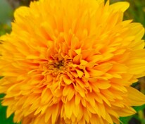 Подсолнечник клубненосный Лоддон Голд (Helianthus tuberosus 'Loddon Gold')