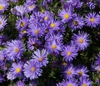 Астра кустарниковая (Symphyotrichum dumosum)