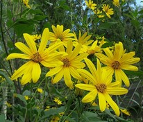 Подсолнечник клубненосный (Helianthus tuberosus) (топинамбур)
