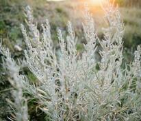 Полынь (Artemisia)