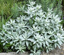 Полынь Людовика (Artemisia ludoviciana)