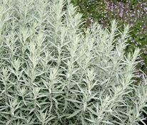 Полынь Людовика Силвер Куин (Artemisia ludoviciana 'Silver Queen')