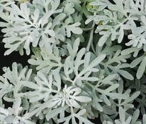 Полынь Стеллера (Artemisia stelleriana)