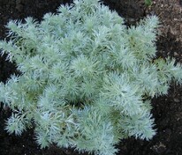 Полынь Шмидта Нана (Artemisia schmidtiana 'Nana')