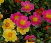 Портулак крупноцветковый Сандиал микс (Portulaca grandiflora 'Sundial mix') смесь