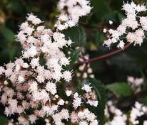 Посконник морщинистый (Ageratina altissima)