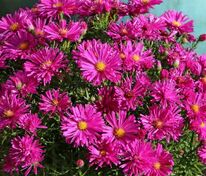 Астра кустарниковая Дженни (Symphyotrichum dumosum 'Jenny')