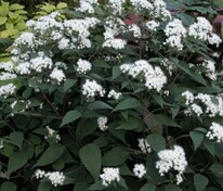 Посконник морщинистый Чоколейт (Ageratina altissima 'Chocolate')