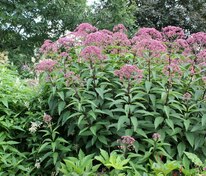 Посконник пятнистый Атропурпуреум (Eutrochium maculatum 'Atropurpureum')