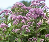 Посконник пятнистый Бейби Джо (Eutrochium maculatum 'Baby Joe')