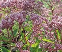 Посконник пятнистый Фантом (Eutrochium maculatum 'Phantom')