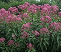 Посконник пятнистый Ризенширм (Eutrochium maculatum 'Riesenschirm')