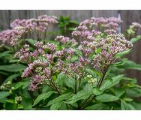 Посконник сомнительный Литтл Джо (Eutrochium dubium 'Little Joe')