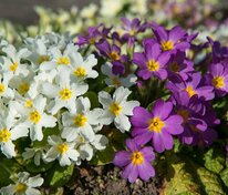 Примула весенняя (Primula veris)