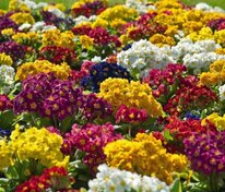 Примула высокая Микс (Primula elatior 'Mix')