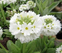 Примула мелкозубчатая Альба (Primula denticulata 'Alba')