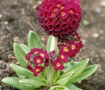 Примула мелкозубчатая Рубин (Primula denticulata 'Rubin')