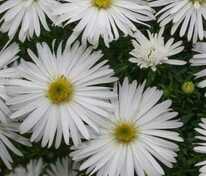 Астра кустарниковая Кристина (Symphyotrichum dumosum 'Kristina')