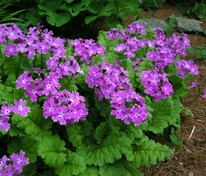 Примула отклоненная (Primula patens)