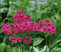 Примула японская (Primula japonica)