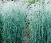 Просо прутьевидное Хэви Метал (Panicum virgatum 'Heavy Metal')
