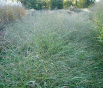 Просо прутьевидное Прейри Скай (Panicum virgatum 'Prairy Sky')