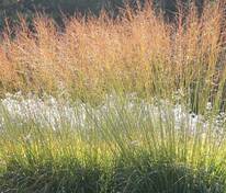 Просо прутьевидное Ротштральбуш (Panicum virgatum 'Rotstrahlbusch')