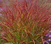 Просо прутьевидное Шенандоа (Panicum virgatum 'Shenandoah')