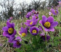 Прострел обыкновенный (Pulsatilla vulgaris)