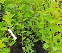 Пузыреплодник калинолистный (Physocarpus opulifolius)