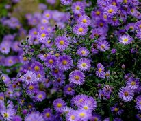Астра кустарниковая Микс (Symphyotrichum dumosum 'Mix')