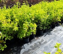 Пузыреплодник калинолистный Дартс Голд (Physocarpus opulifolius 'Dart's Gold')
