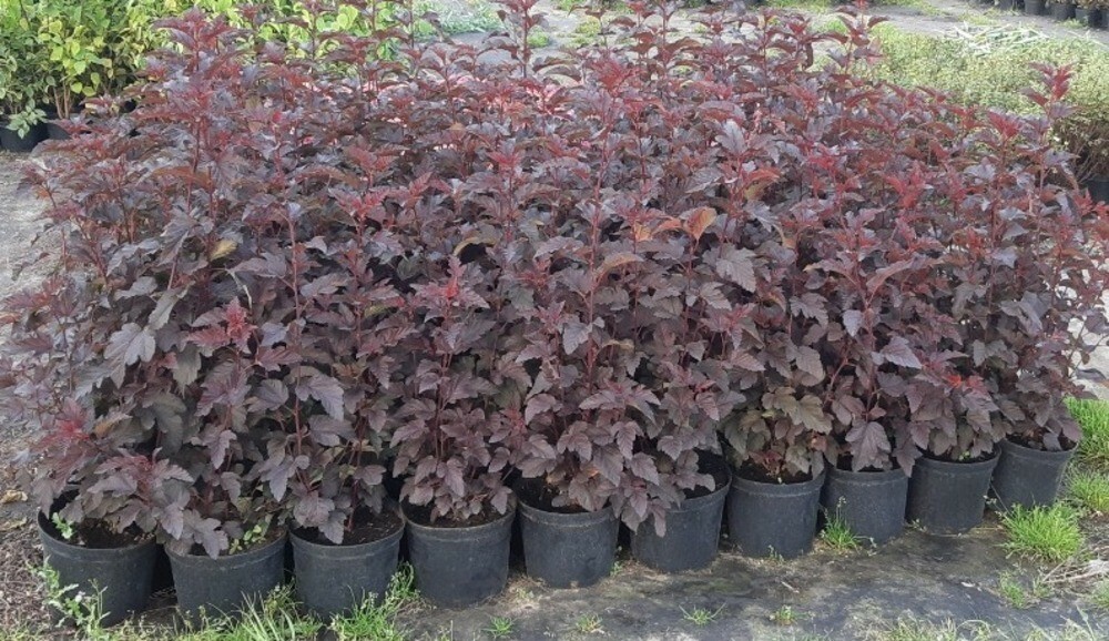 Пузыреплодник калинолистный Диаболо (Physocarpus opulifolius 'Diabolo')